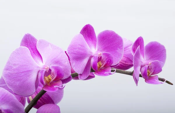 Růžový pruhovaný orchidej květina, izolovaných na bílém pozadí — Stock fotografie