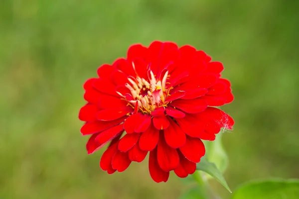 Zinnia vermelho Flores em Jardim — Fotografia de Stock