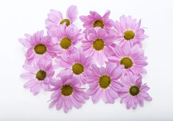 Close up of the pink chrysanthemum flowers — Stock Photo, Image