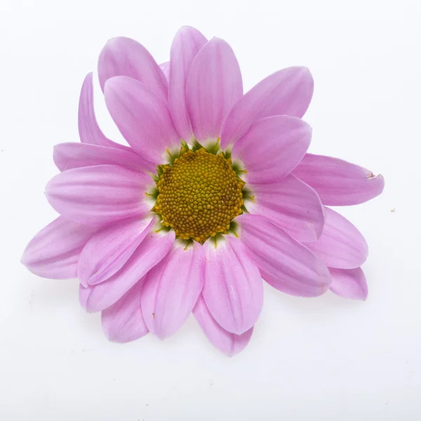 Close up of the pink chrysanthemum flowers — Stock Photo, Image