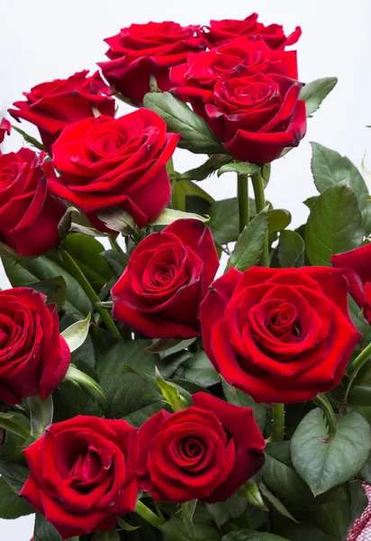 Bouquet of blossoming dark red roses — Stock Photo, Image