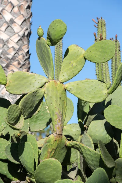 Belles plantes succulentes de cactus dans le jardin — Photo