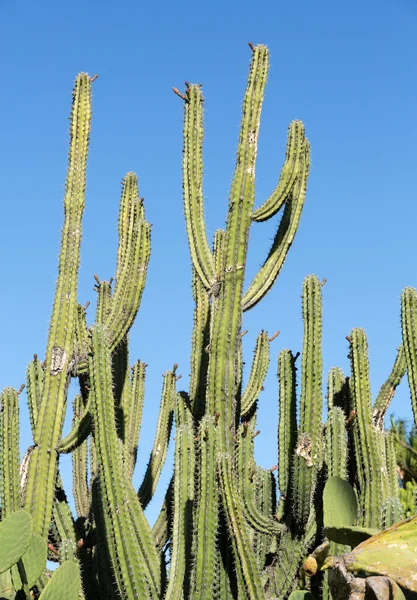 Belle piante di cactus succulente in giardino — Foto Stock