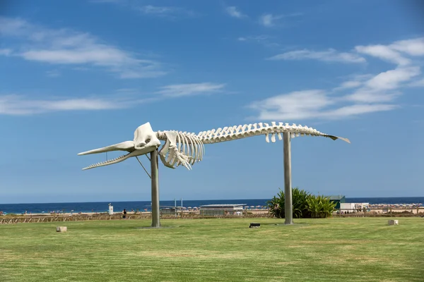 Scheletro di un capodoglio a Morro Jable sull'isola di Fuerteventura. Isole Canarie, Spagna — Foto Stock