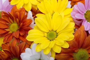 Renkli kasımpatı çiçekleri yakın çekim