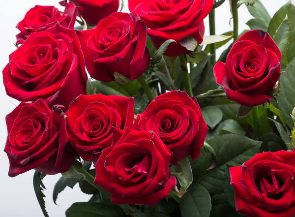 Bouquet of blossoming dark red roses — Stock Photo, Image