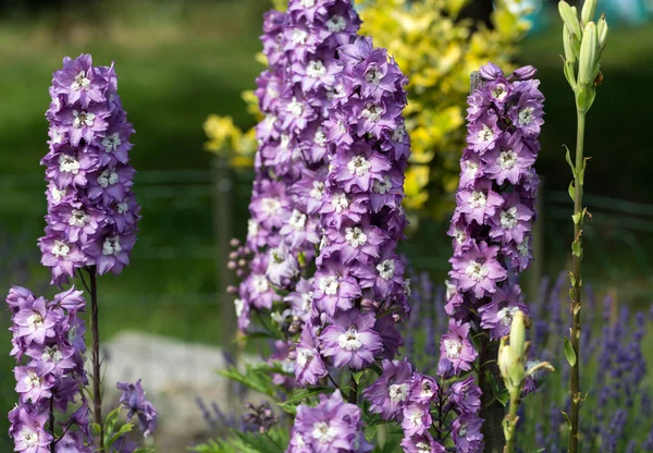 紫色的飞燕草花园里的花 — 图库照片