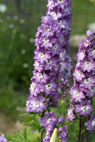 Flor de Delphinium púrpura en jardín — Foto de Stock