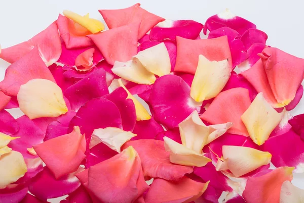 Petals of Pink and Yellow Roses Flowers. Background — Stock Photo, Image