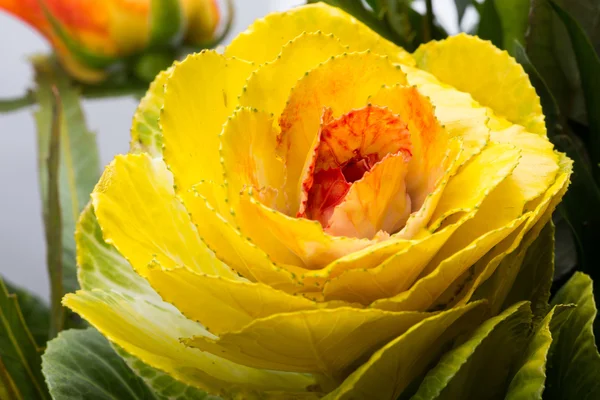 Cavoli ornamentali con foglie gialle, arancioni e verdi — Foto Stock