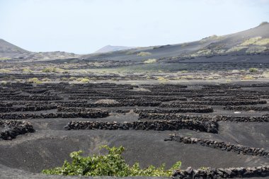 La Geria alanında siyah volkanik toprak bağında. Lanzarote.Canary Islands.Spain