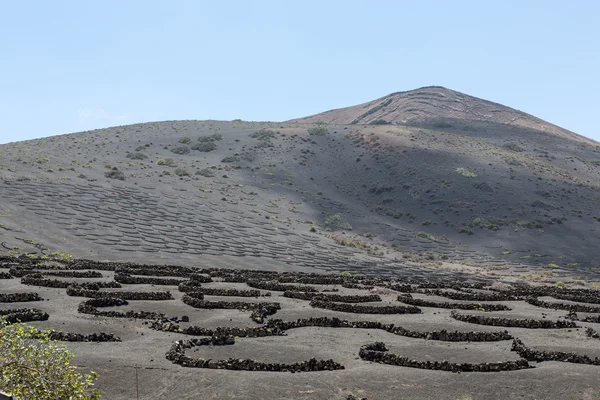 ラ ゲリア エリアに黒い火山性土壌の畑。Lanzarote.Canary Islands.Spain — ストック写真