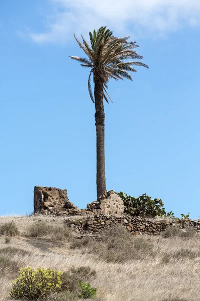 Wysokie palmy w mieście Haría, wyspa lanzarote, Hiszpania — Zdjęcie stockowe