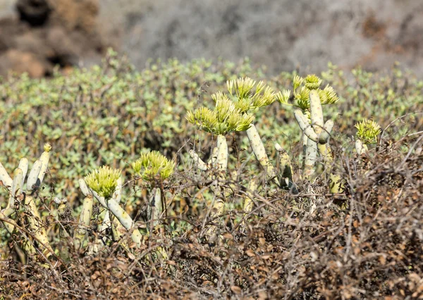 Bush Euphorbia balsamiczna, tabaiba dulce, pochodzi z Wyspy Kanaryjskie — Zdjęcie stockowe