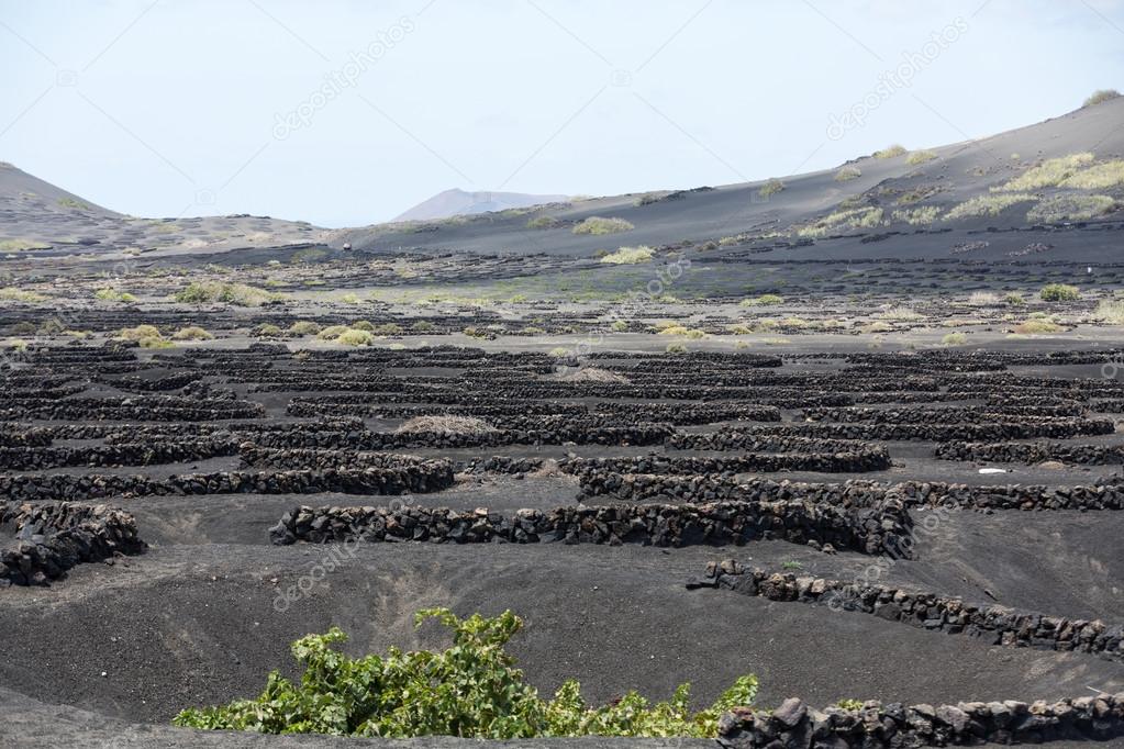 Vineyard on black volcanic soil in La Geria area. Lanzarote.Canary Islands.Spain