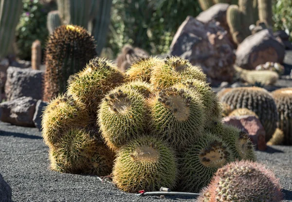 Echinocactus grusonii, popularnie znany jako złoty kaktus baryłkę, złotą piłkę lub, jak na ironię, matki in-law's poduszki, — Zdjęcie stockowe