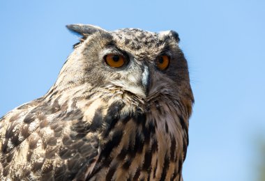 Baykuş - kuş Strigiformes siparişinden