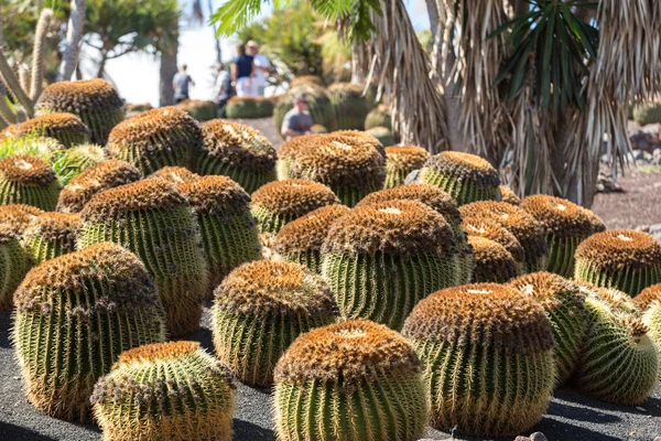 Echinocactus grusonii, popularmente conocido como el Cactus de barril de oro, bola de oro o, curiosamente, cojín de la suegra , — Foto de Stock