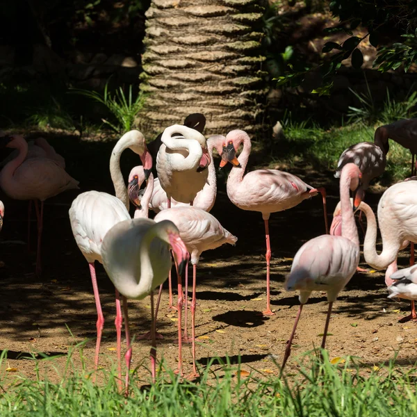 Nice pink big bird Greater Flamingo, Phoenicopterus ruber — Stock Photo, Image