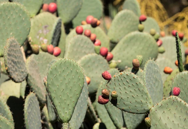 Opuntia ficus-indica é uma espécie de cacto que há muito tempo é uma planta cultivada domesticada importante nas economias agrícolas em todas as partes áridas e semiáridas do mundo . — Fotografia de Stock