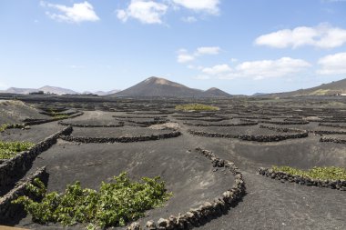  La Geria alanında siyah volkanik toprak bağında. Lanzarote.Canary Islands.Spain