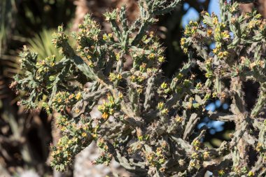 Bahçe içinde güzel etli kaktüs bitkileri