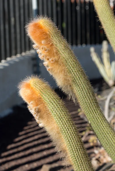 Belles plantes succulentes de cactus dans le jardin — Photo