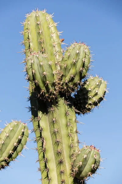 Aiguilles aiguisées d'un cactus dans le jardin — Photo