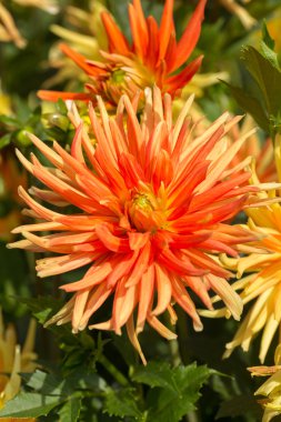 Turuncu yıldız çiçeği Çiçek bahçesinde yakın çekim