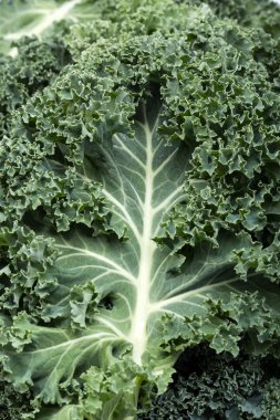 Sağlıklı taze kıvırcık lahana