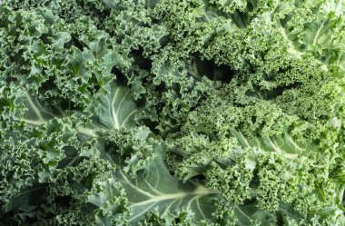 Sağlıklı taze kıvırcık lahana