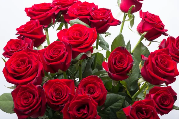 Bouquet of blossoming dark red roses — Stock Photo, Image