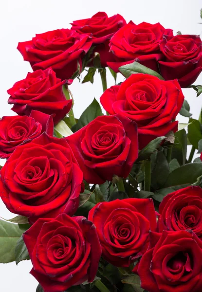 Bouquet of blossoming dark red roses — Stock Photo, Image