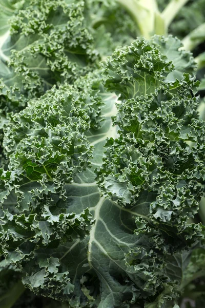 A healthy fresh curly kale — Stock Photo, Image