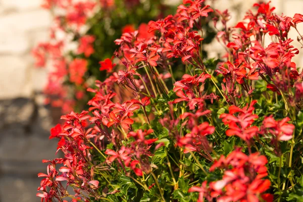 Red pelargonium (geranium) flower, blooming in a garden — Stock Photo, Image