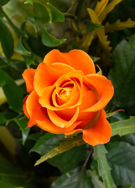 Pomarańczowy róża na tle zielonych liści — Zdjęcie stockowe