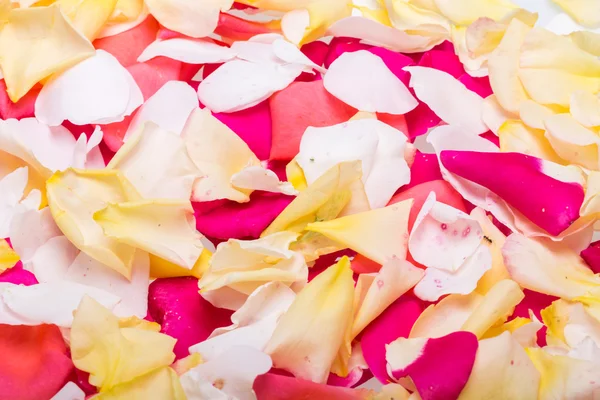 Pétalas de rosa e rosas amarelas Flores. Contexto — Fotografia de Stock