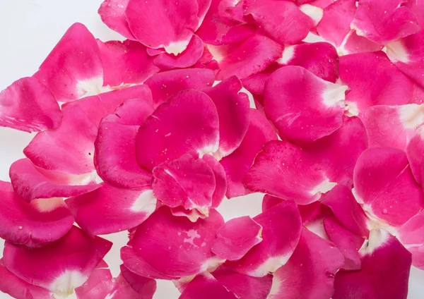 Petals of Pink Roses Flowers. Background — Stock Photo, Image