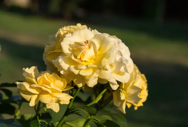 Gelbe Rose am Zweig im Garten — Stockfoto