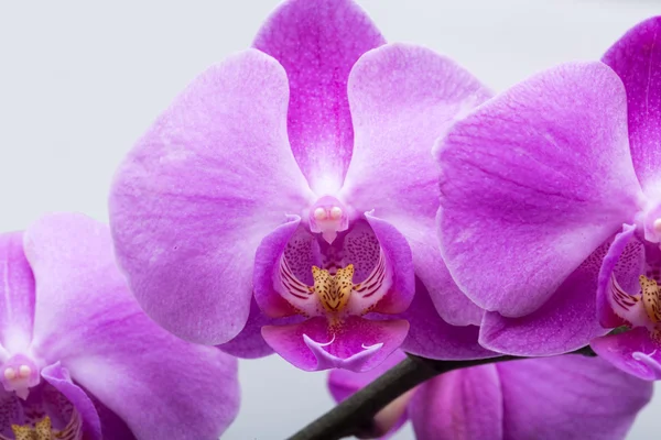 Růžový pruhovaný orchidej květina, izolovaných na bílém pozadí — Stock fotografie