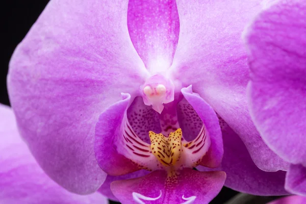 Close up of Pink streaked orchid flower — Stock Photo, Image