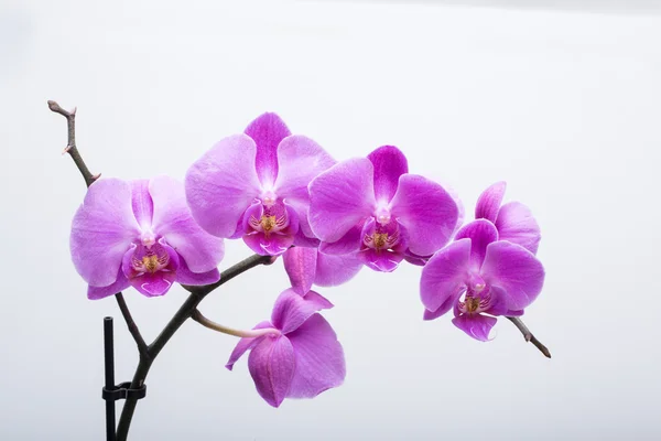 Růžový pruhovaný orchidej květina, izolovaných na bílém pozadí — Stock fotografie