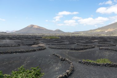 La Geria alanında siyah volkanik toprak bağında. Lanzarote.Canary Islands.Spain