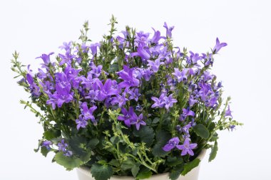 Güzel canlı mor bahar çiçek bush Dalmaçya bellflower