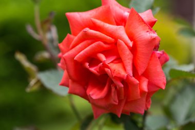 kırmızı gül dalı Bahçe