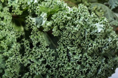 Sağlıklı taze kıvırcık lahana