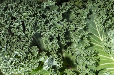 Sağlıklı taze kıvırcık lahana