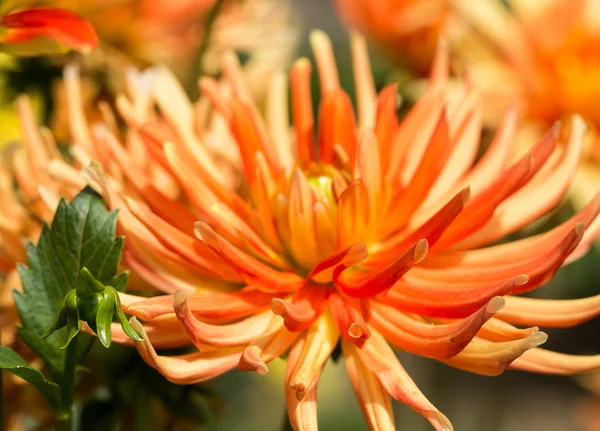 Gros plan de fleurs de dahlia orange dans le jardin — Photo