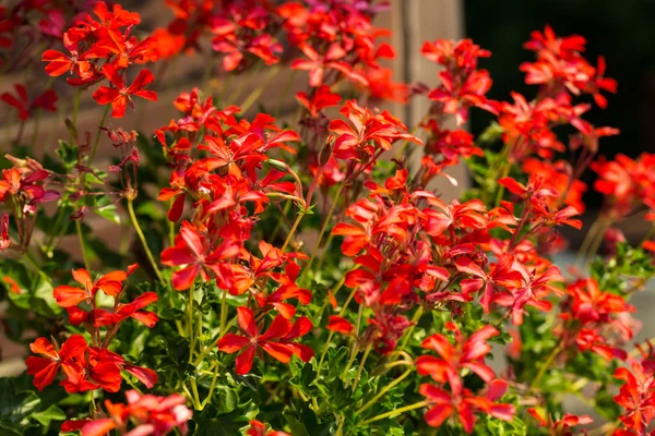 Pelargonium vermelho (gerânio) flor, florescendo em um jardim — Fotografia de Stock