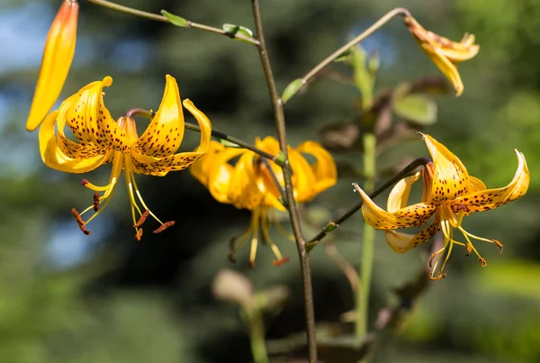 Sárga liliom virág a kertben — Stock Fotó